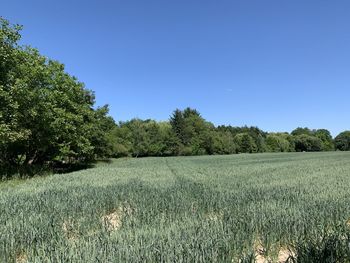 Trees on field against clear blue sky