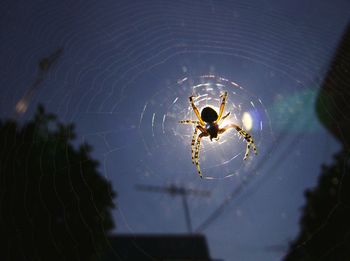 Close-up of spider web