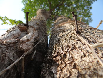 Low angle view of tree