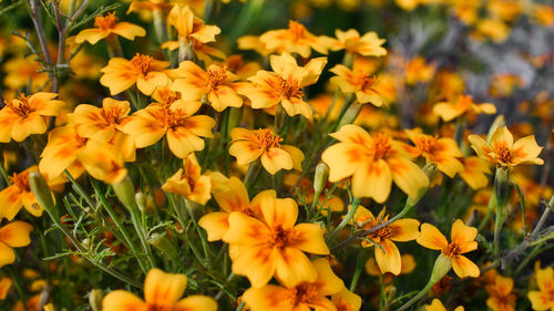 Close-up of yellow flowering plants in field