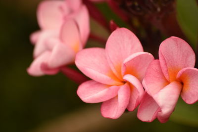 Close-up of flowers blooming outdoors