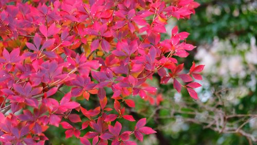 Close-up of pink flowering plants