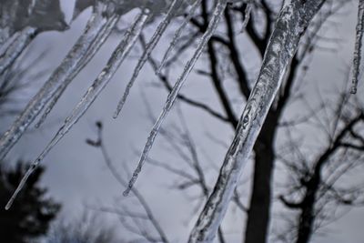 Close-up of frozen plants during winter