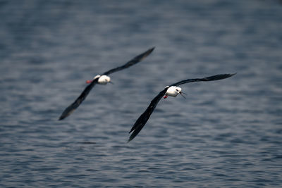 Bird flying over sea