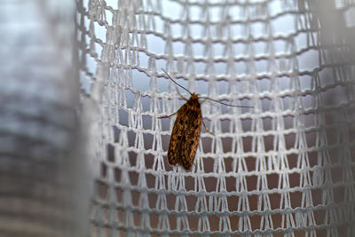Close-up of butterfly