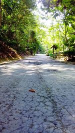 Road along trees