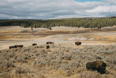 Bisons in a field in yellowstone national park