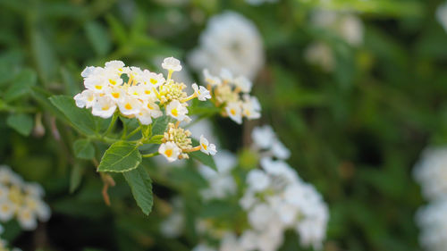 Close-up of white flowering plant