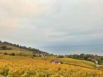 Scenic view of agricultural field against sky