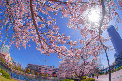 Low angle view of cherry blossom tree against sky