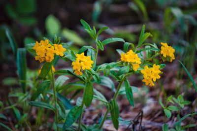 Close-up of yellow flower
