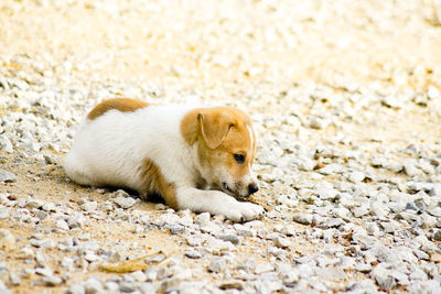 High angle view of a dog lying on ground