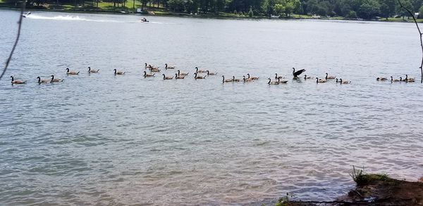 Birds swimming in sea