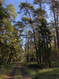 Trees growing in forest against sky