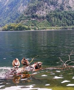 View of ducks swimming in lake