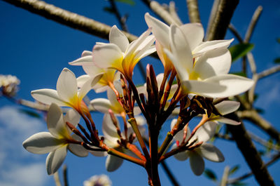 Close-up of white flowering plant against sky