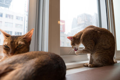 Cats sitting on window sill at home