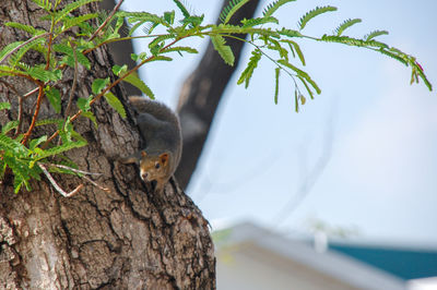 Squirrel on tree trunk