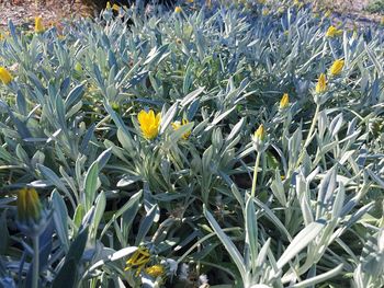 Close-up of yellow flowers blooming outdoors