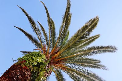 Low angle view of palm tree against clear sky