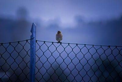 Low angle view of bird perching on chainlink fence