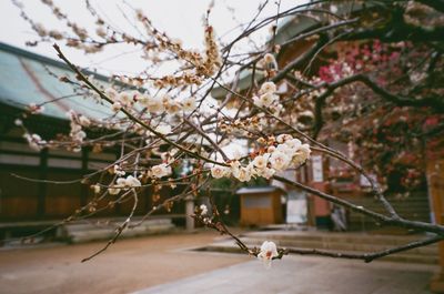 Close-up of plum blossoms in spring