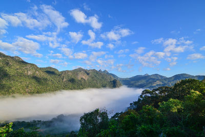 Scenic view trees and mountain range