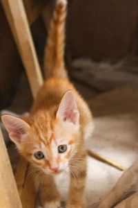 cat