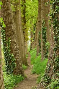 Trees growing in forest