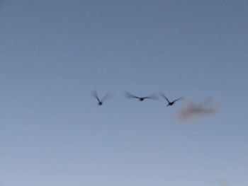 Low angle view of birds flying over white background