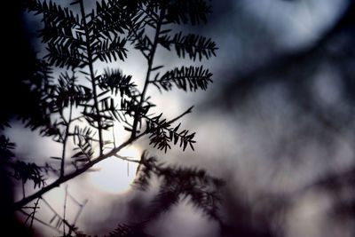 Close-up of plant against sky
