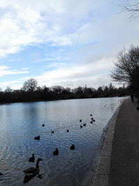 Swans swimming in lake against sky
