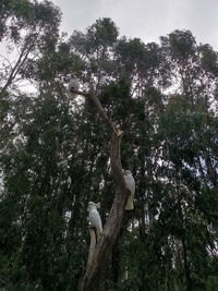 Low angle view of bird on a tree