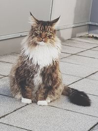 Portrait of cat sitting on floor