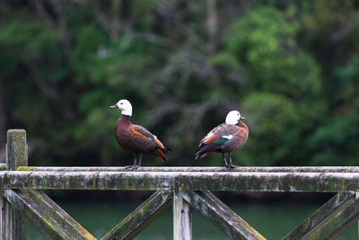 Close-up of birds perching on railing