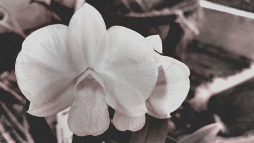 Close-up of flower blooming outdoors