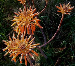 Close-up of flower tree