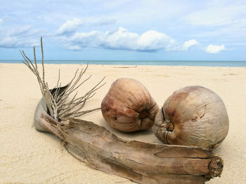 Driftwood on beach