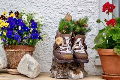 Close-up of potted plants on table