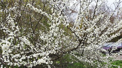 Low angle view of tree