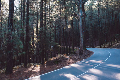 Road amidst trees in forest