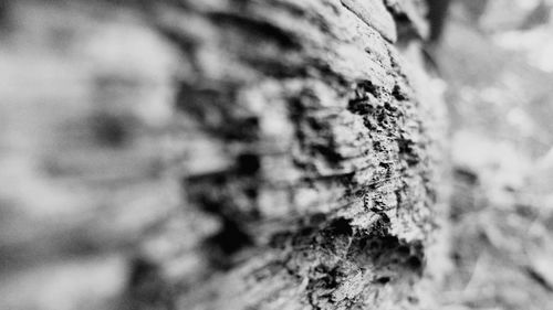 Close-up of ant on tree trunk