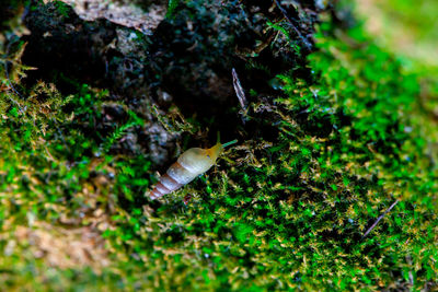 Close-up of dead fish in sea