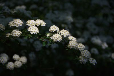 Close-up of white cherry blossom