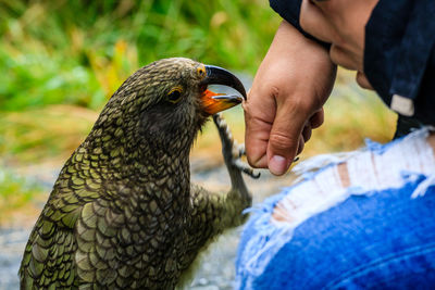 Close-up of hand feeding bird