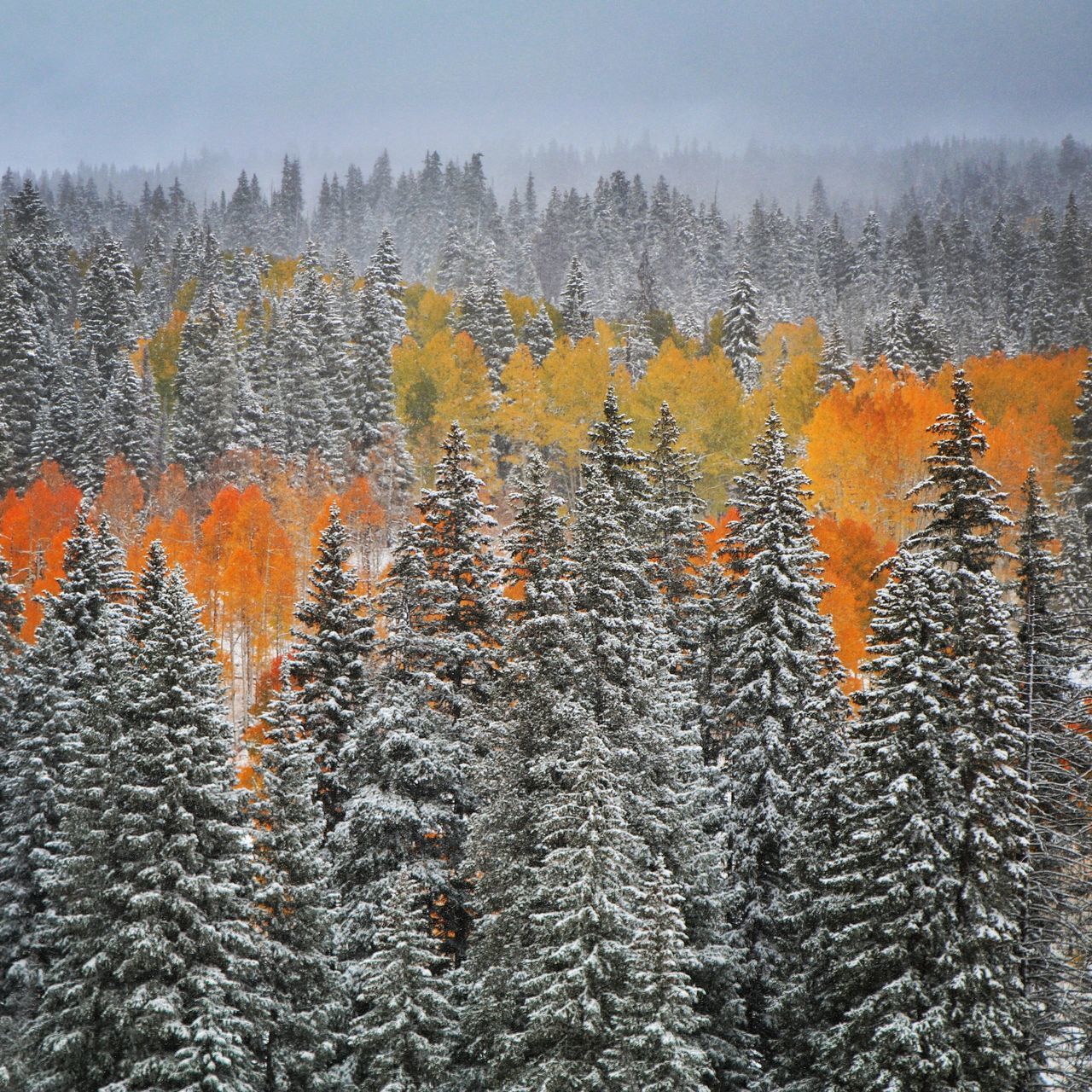 MULTI COLORED TREES AGAINST SKY IN BACKGROUND