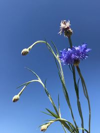 Close-up of a purple flowering plant against blue sky