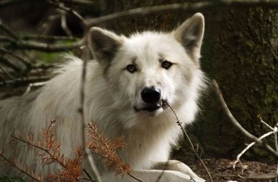 Arctic wolf looking away while relaxing on field