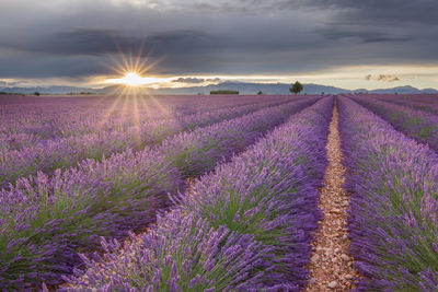 View of lavender field against sky during sunset