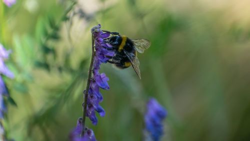Close-up of insect on purple flower
